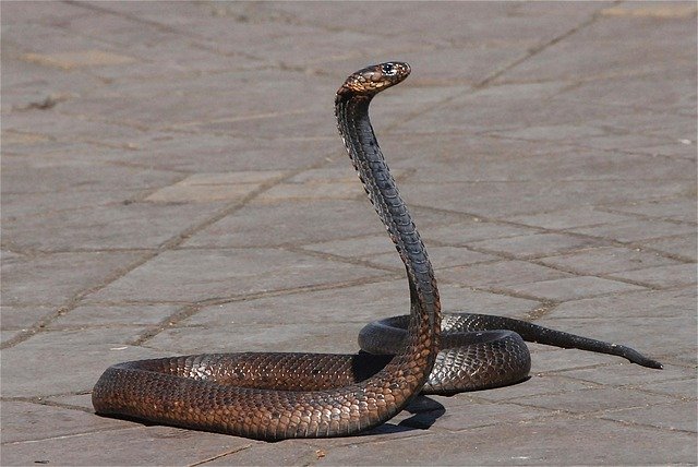 Sonhar com Cobra Azul: dá o quê no Jogo do Bicho? Palpites de Números da  Sorte, Animal, Grupos, Dezena, Centena e Milhar para Apostar e Significado  do Sonho!